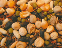 Seeds