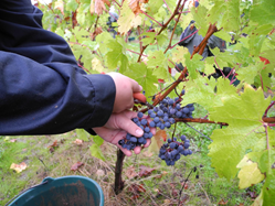 Viticulture - Lycée de Montreuil Bellay Viticulture - Lycée de Montreuil Bellay