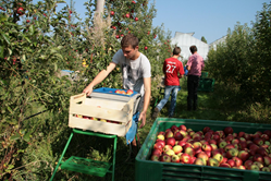 apple orchard - Campus de Pouillé